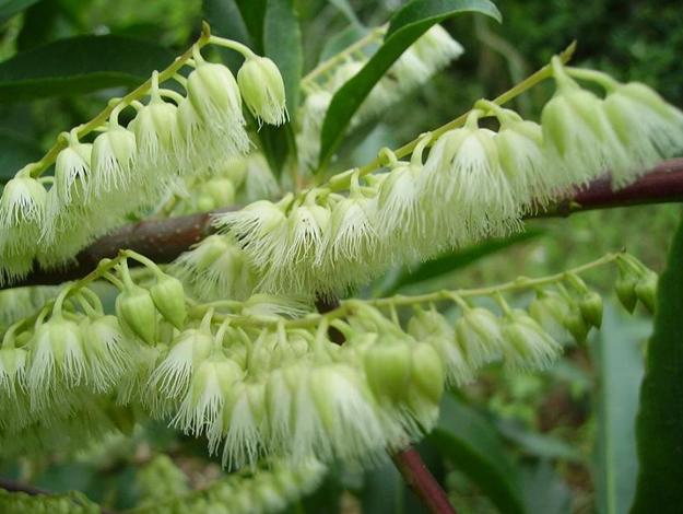 Elaeocarpus grandis seeds BLUE MARBLE TREE Quandong